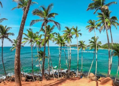 Sri Lankan Odyssey (CLT 10)