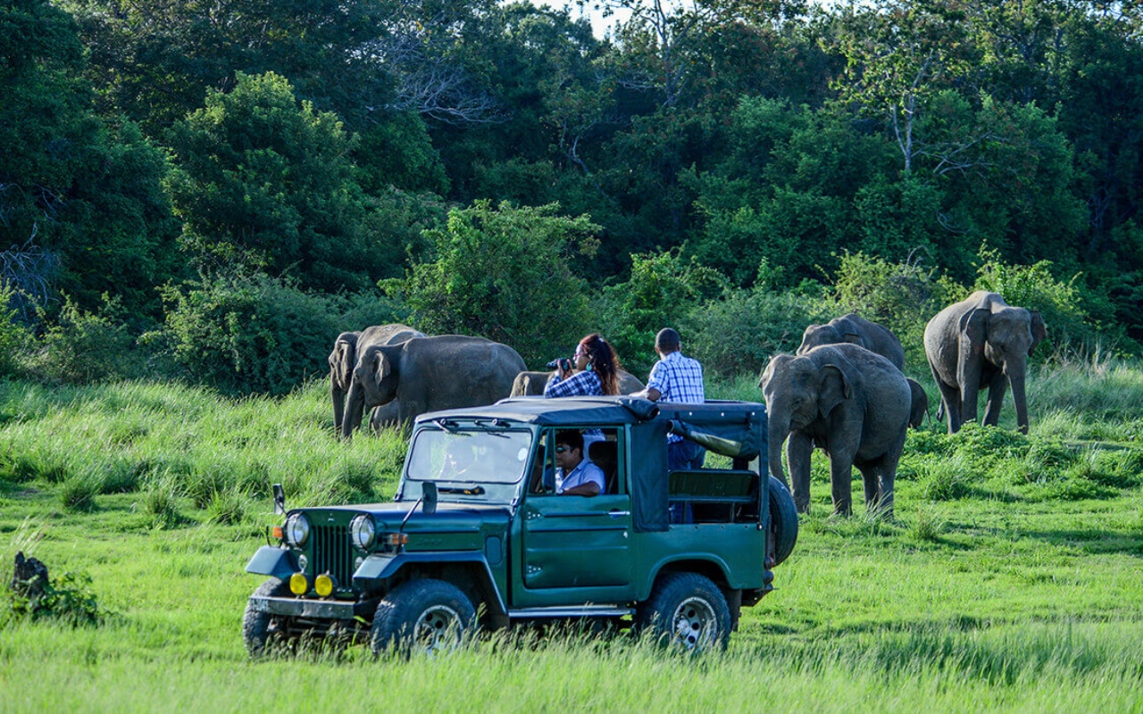 Safari