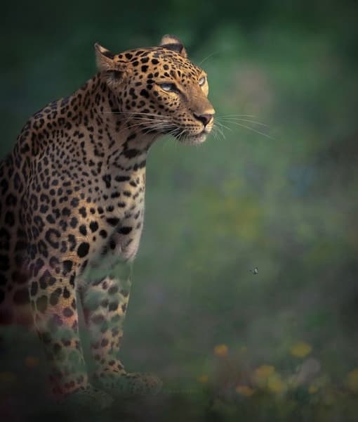 Serene Sri Lanka