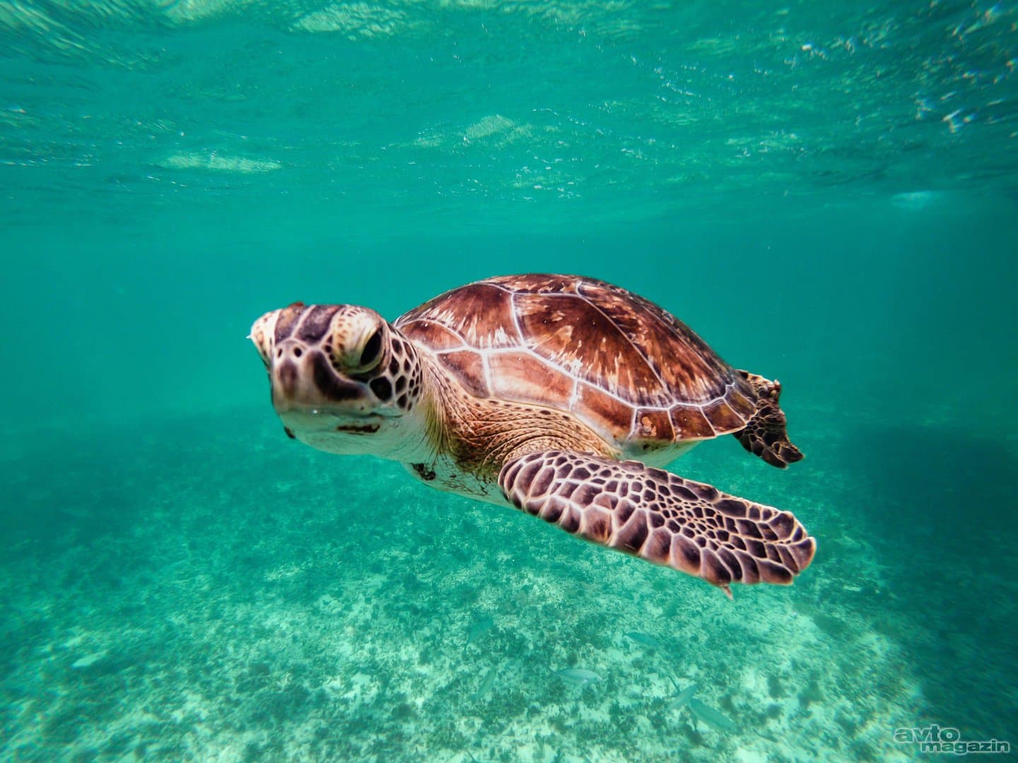 Turtle Watching